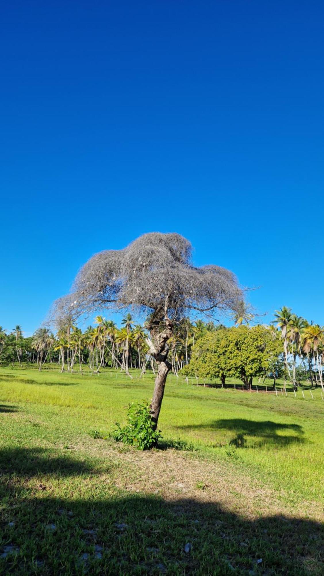 Pousada Casa Da Edinha Velha Boipeba Luaran gambar